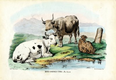 Cattle by Raimundo Petraroja